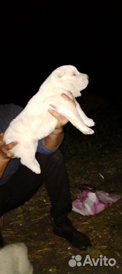 Среднеазиатская овчарка