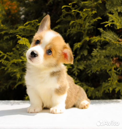 Щенки корги