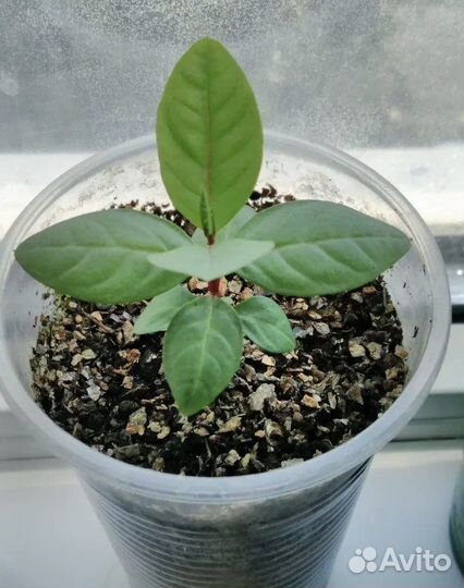 Ростки гуавы