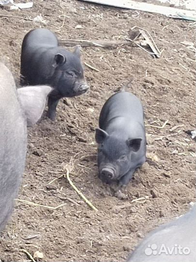 Вьетнамск вислобрюхий поросенок