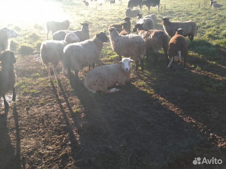 Овцы бараны