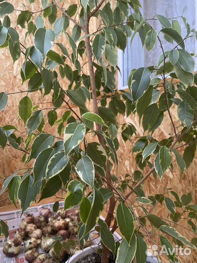 Фикус бенджамина большой