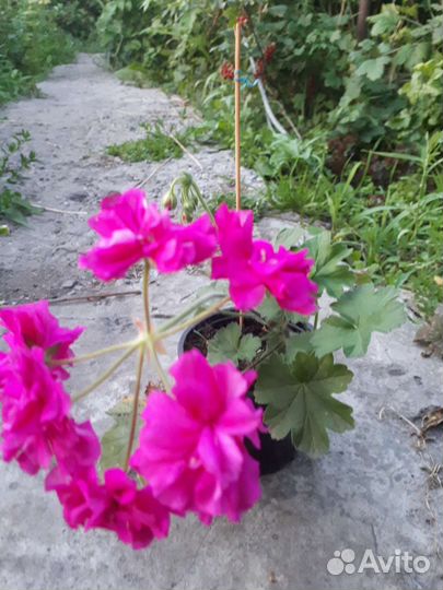 Пеларгония Ирида За Роскошь