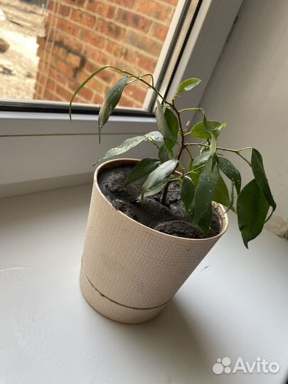 Фикус бенджамина