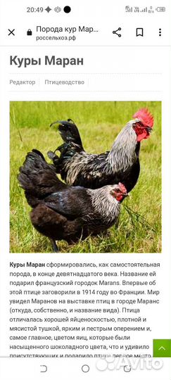 Петух молодой породы Маран золотой -кукушечный