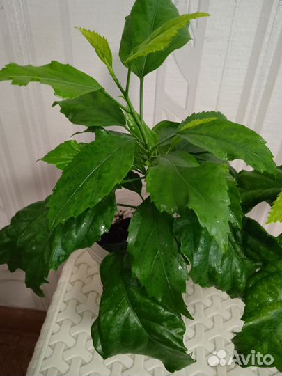 Гибискус Шизопеталус