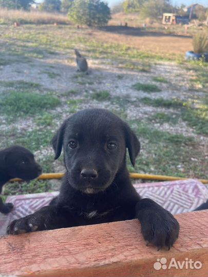 Щенки кане корсо