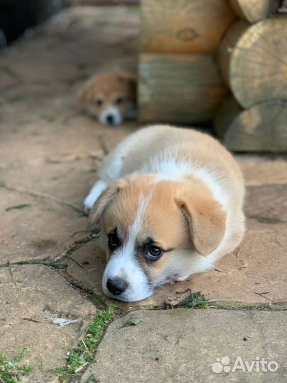 Щенки корги пемброк