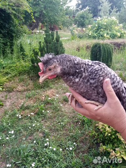 Петушки лакендази, легбар, пушкинские