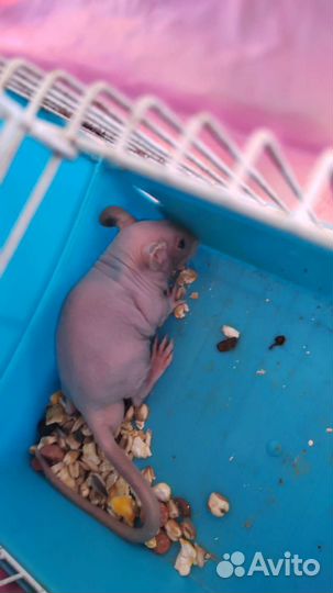 Крыса сфинкс