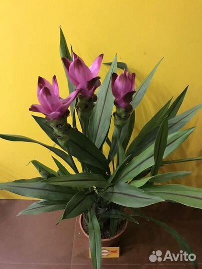 Куркума Новинка Экзот -лучше орхидеи