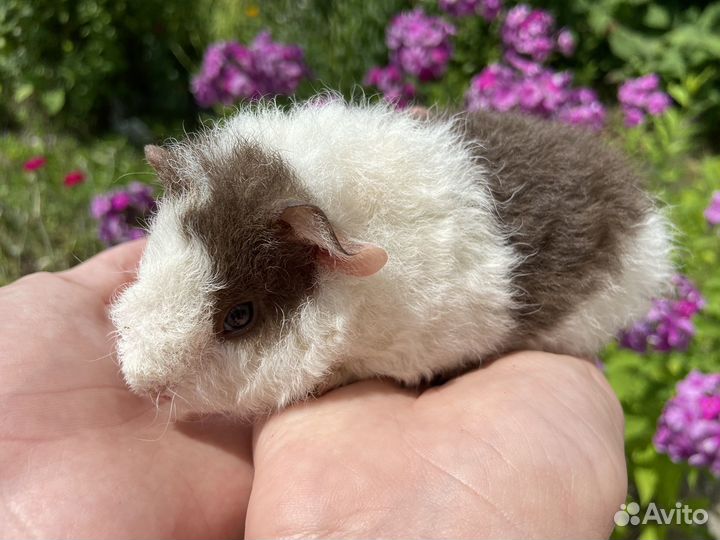 Морские свинки американский тедди