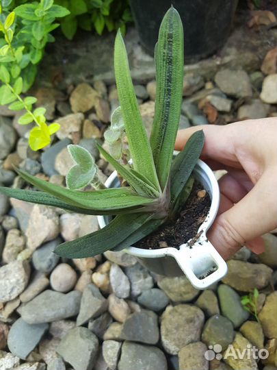 Гастерии и хавортии