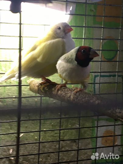 Амадин Гульда