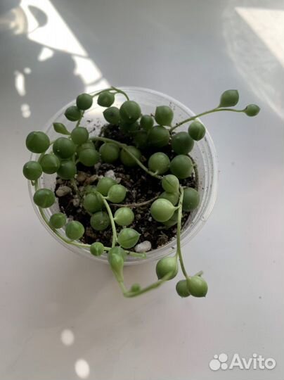 Крестовник роули