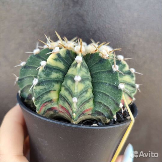 Гимнокалициум вариегатный