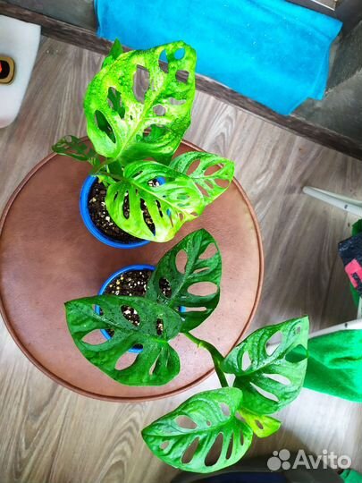 Монстера манки маск