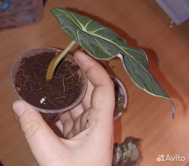 Бегония, алоказия
