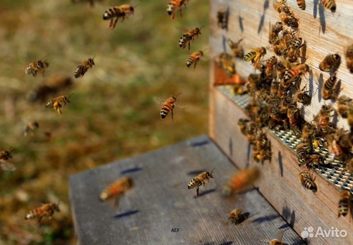 2024 Мёд натуральный алтайский оптом