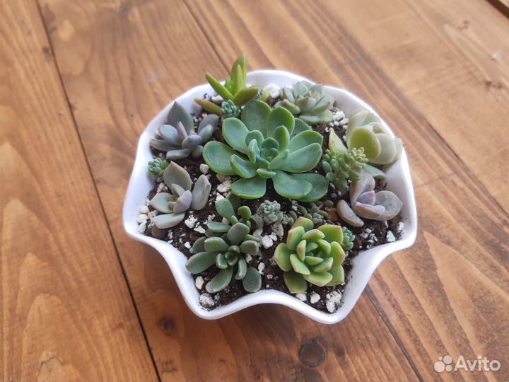 Садик из суккулентов