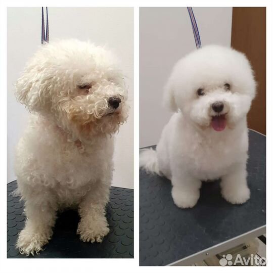 Стрижка собак и кошек/Груминг