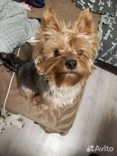 Йоркширский терьер мальчик вязка
