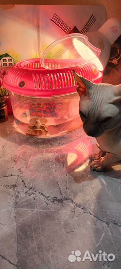 Красноухая черепаха