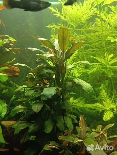 Аквариумные растения