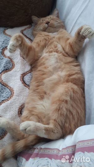 Фокс мечтает о семье