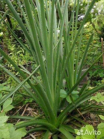 Уличная бромелия, вечнозеленая