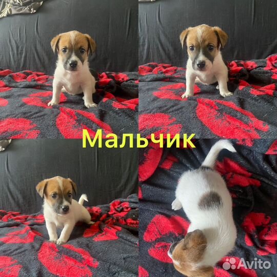 Щенки джек рассел терьер