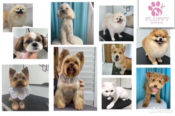 Груминг, стрижка собак