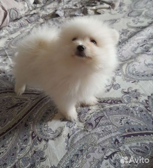 Щенки шпица