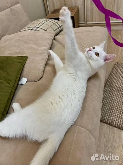 Кошечка в добрые руки
