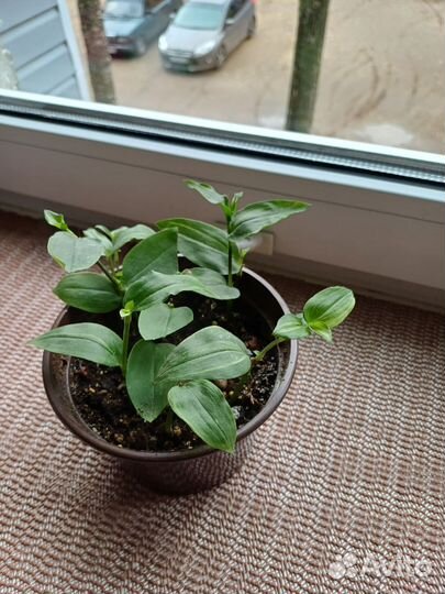 Традесканция желтый холм