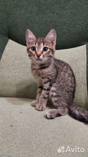 Котики бесплатно в добрые руки