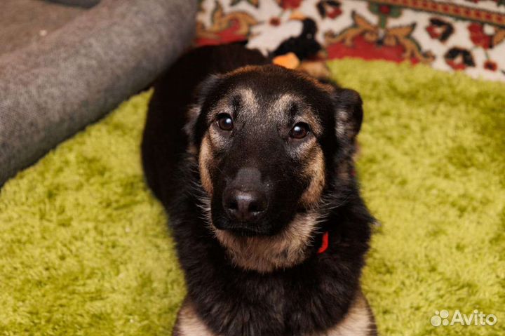 Овчарка маленькая красавица ищет дом