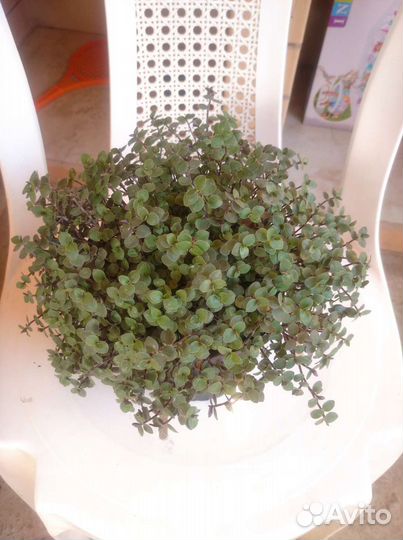 Комнатные цветы