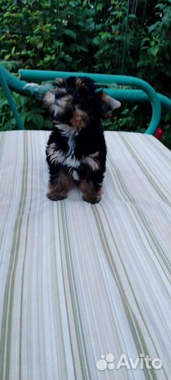 Йоркширский терьер