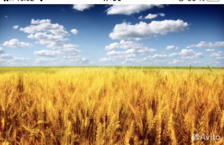 Пшеница ячмень