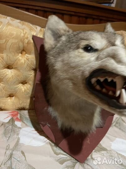 Голова волка чучело