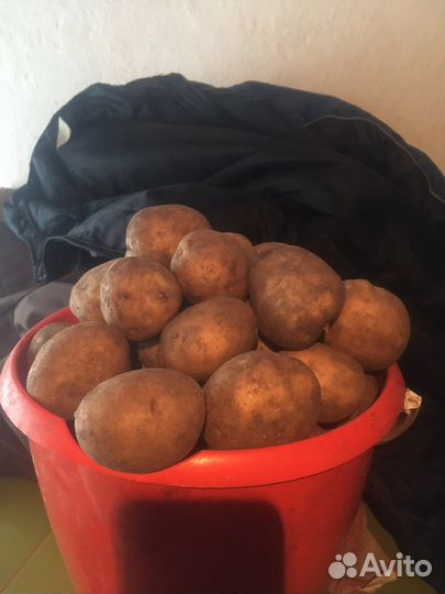 Картофель крупный
