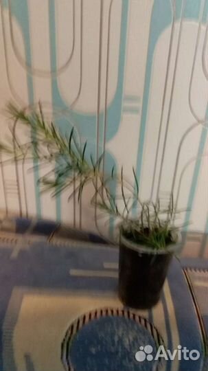 Хамелациум