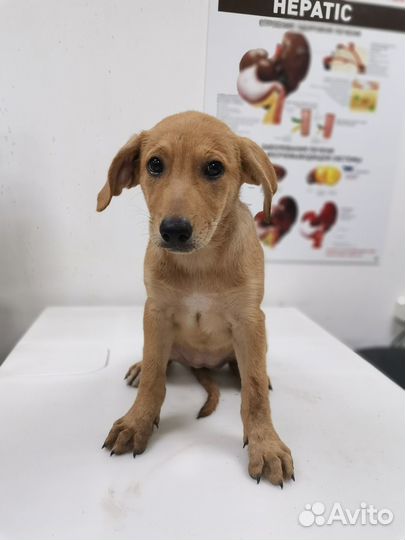 Марта ищет дом