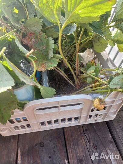 Рассада клубники