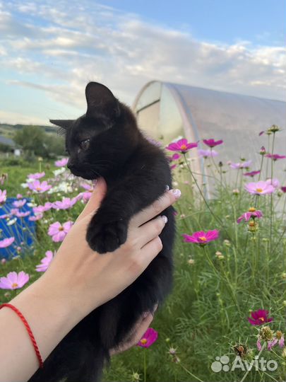 Кот черный