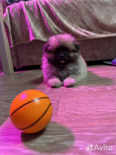 Померанский шпиц