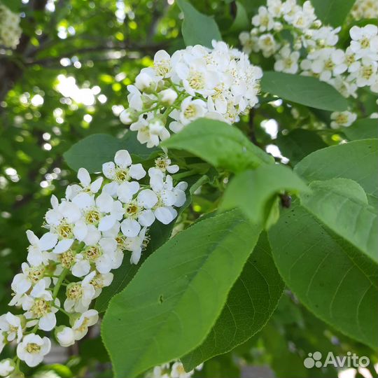 Черенки черемухи краснолистной