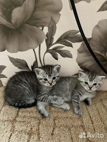 Кошки бесплатно