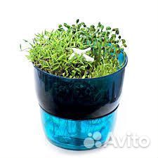 Автоматический проращиватель зёрен и семян DrGreen
